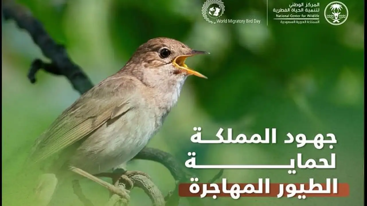 الطيور المهاجرة: “الحياة الفطرية” تكشف عن خطة شاملة لتأمين مساراتها السنوية
